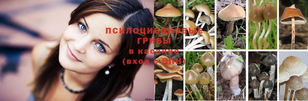 прущие грибы Корсаков